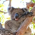 A koala lounging in a eucalyptus tree.