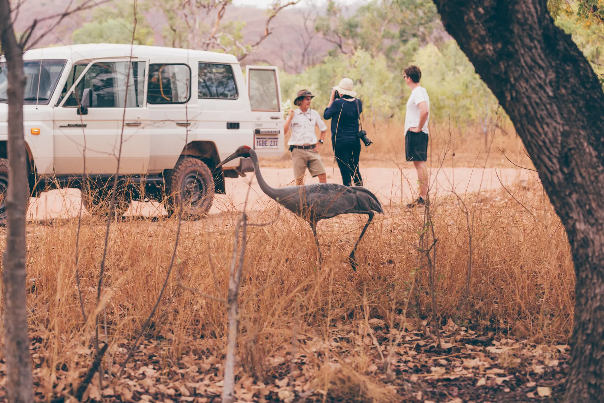 Brolga bird in scrub with guests in the background.