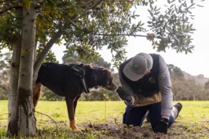 Adelaide Hills Truffle Dog Ruby sniffing a truffle held by a handler