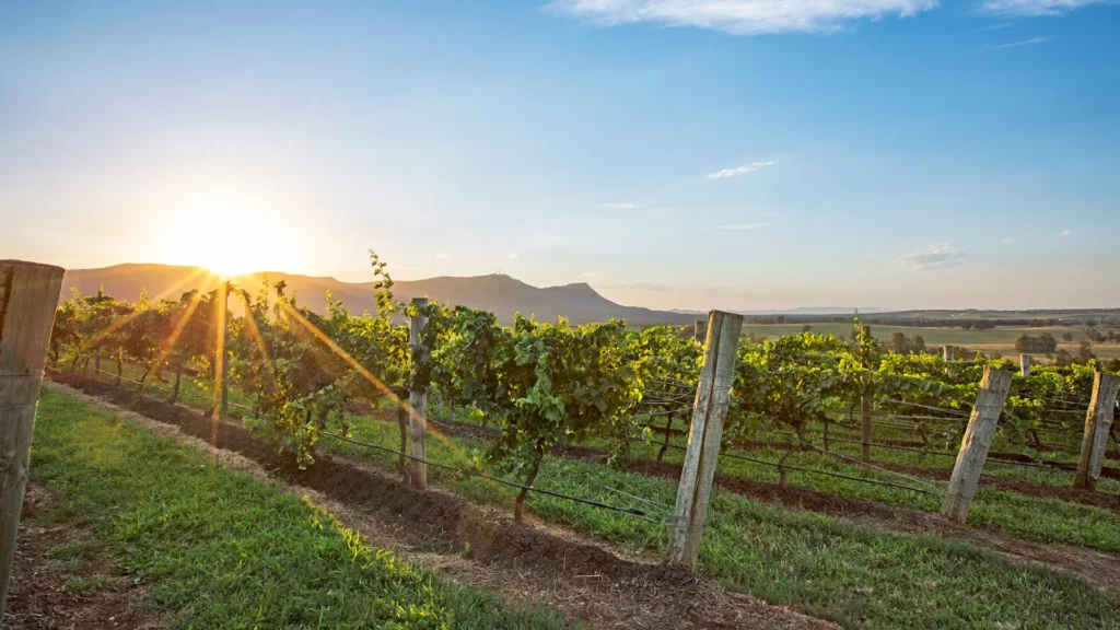 Hunter Valley vineyard at dusk