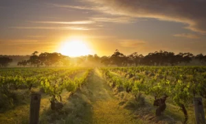 Sun setting over a lush Barossa vineyard