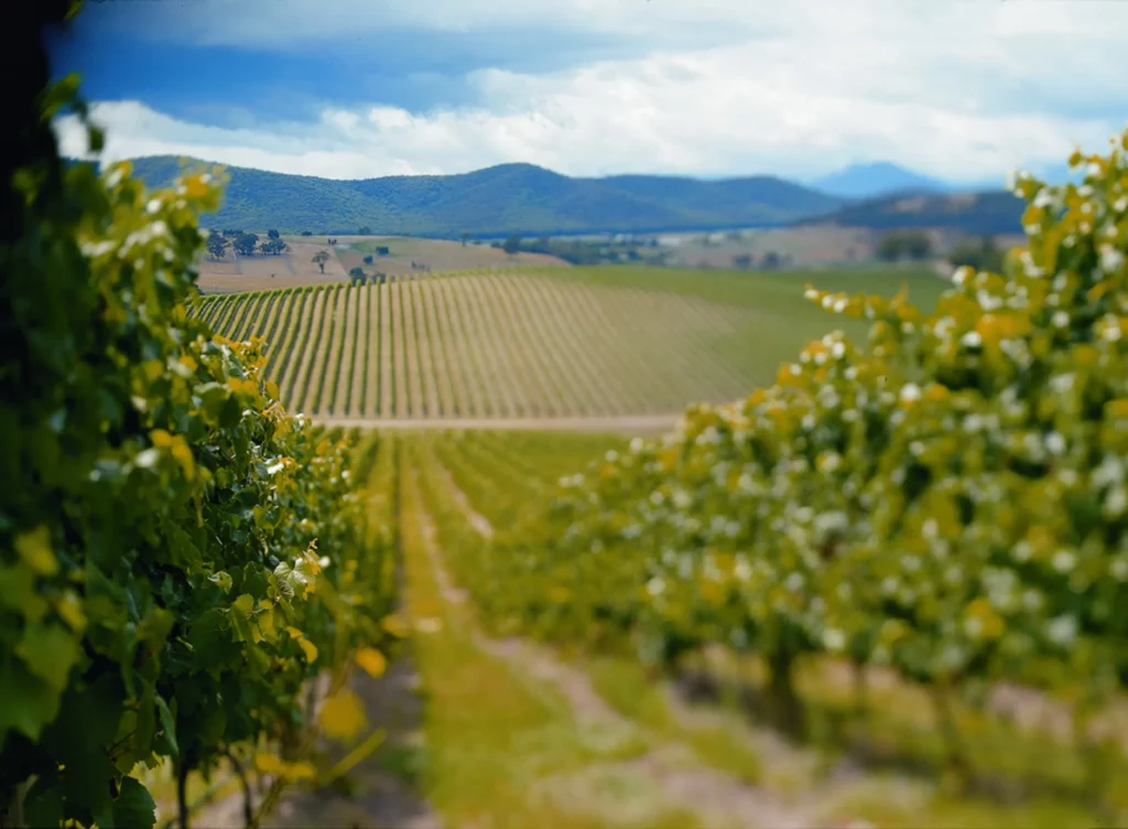 Close-up between vineyards in the Yarra Valley