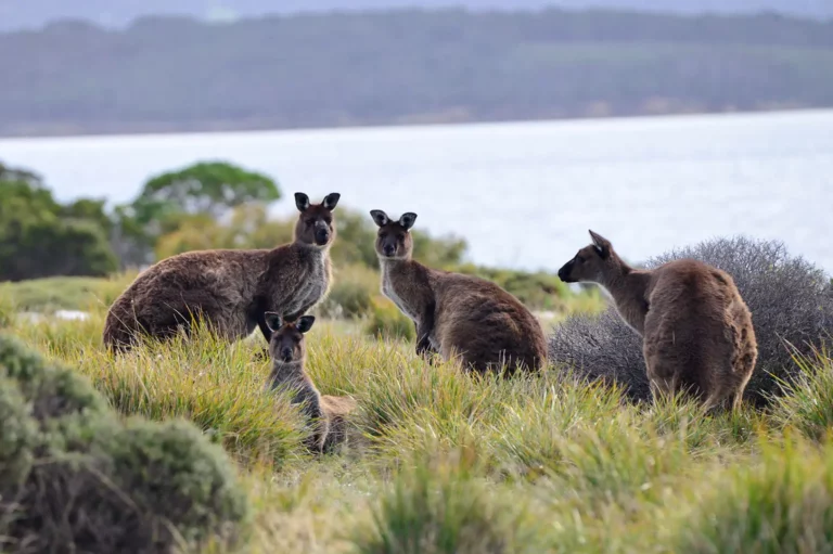 Four Kangaroo Island kangaroos standing within grassy scrub.