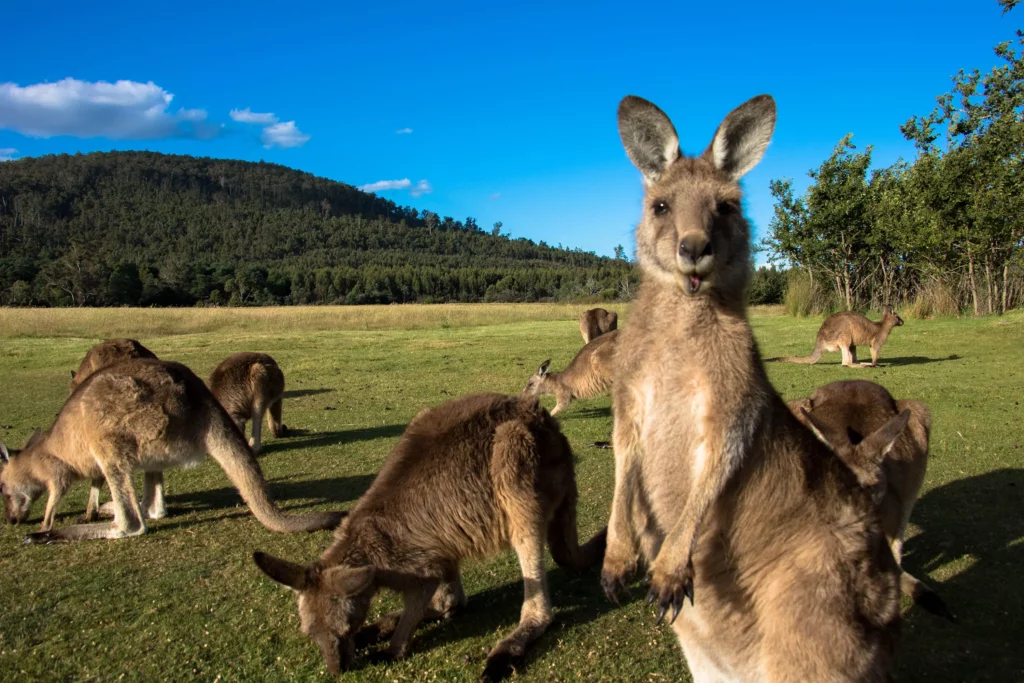 Close up of several Forester Kangaroos grazing on grass.