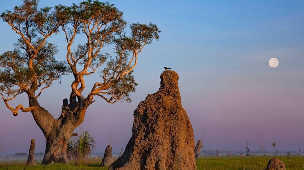 Finniss River Tours Termite Mound