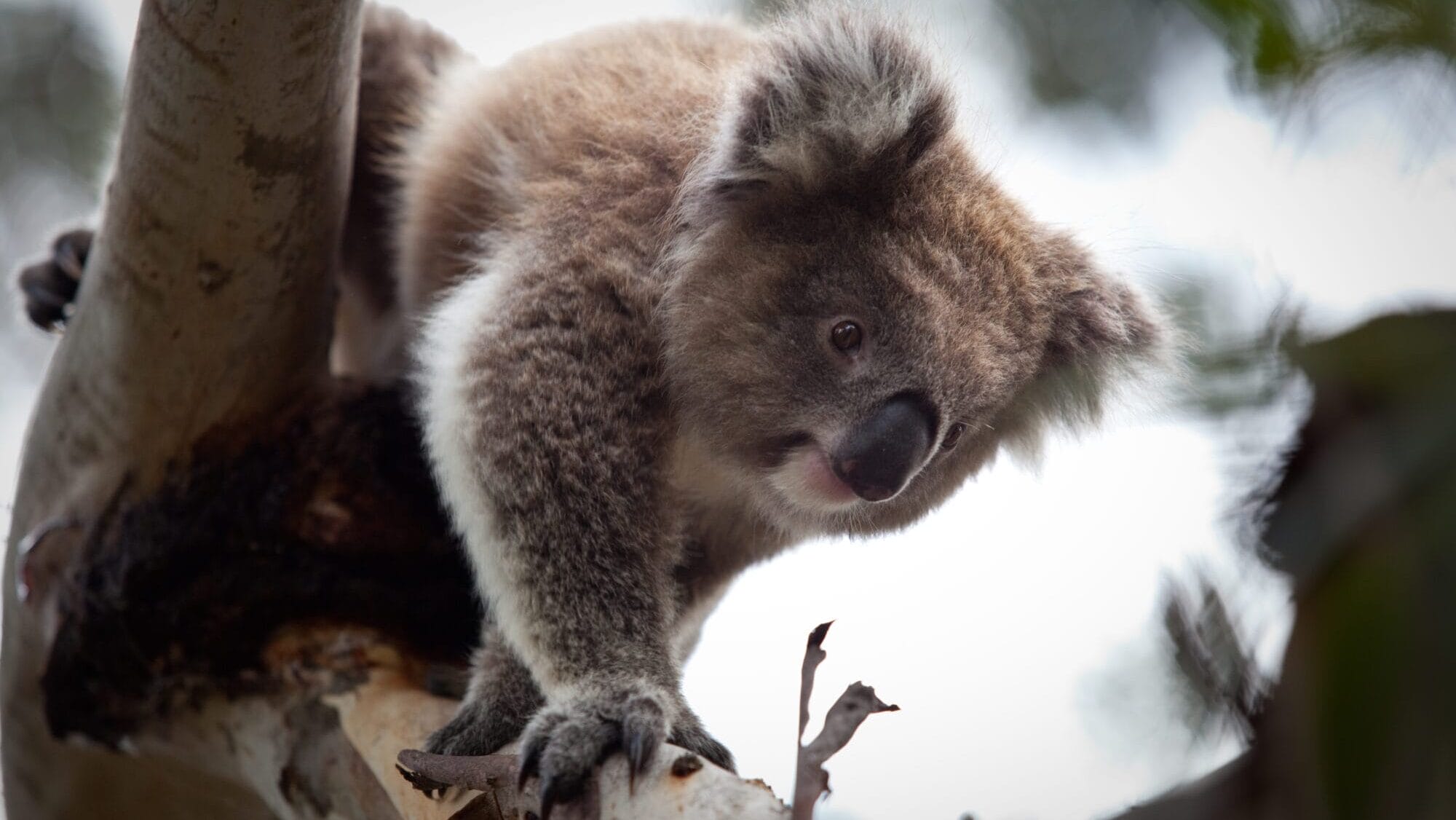 Koala Conservation Centre, Phillip Island, VIC
