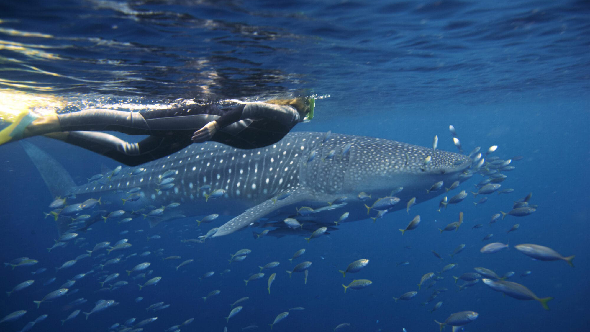 Swimming with Whales