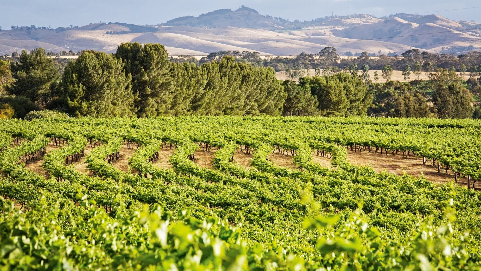 The Louise vineyard
