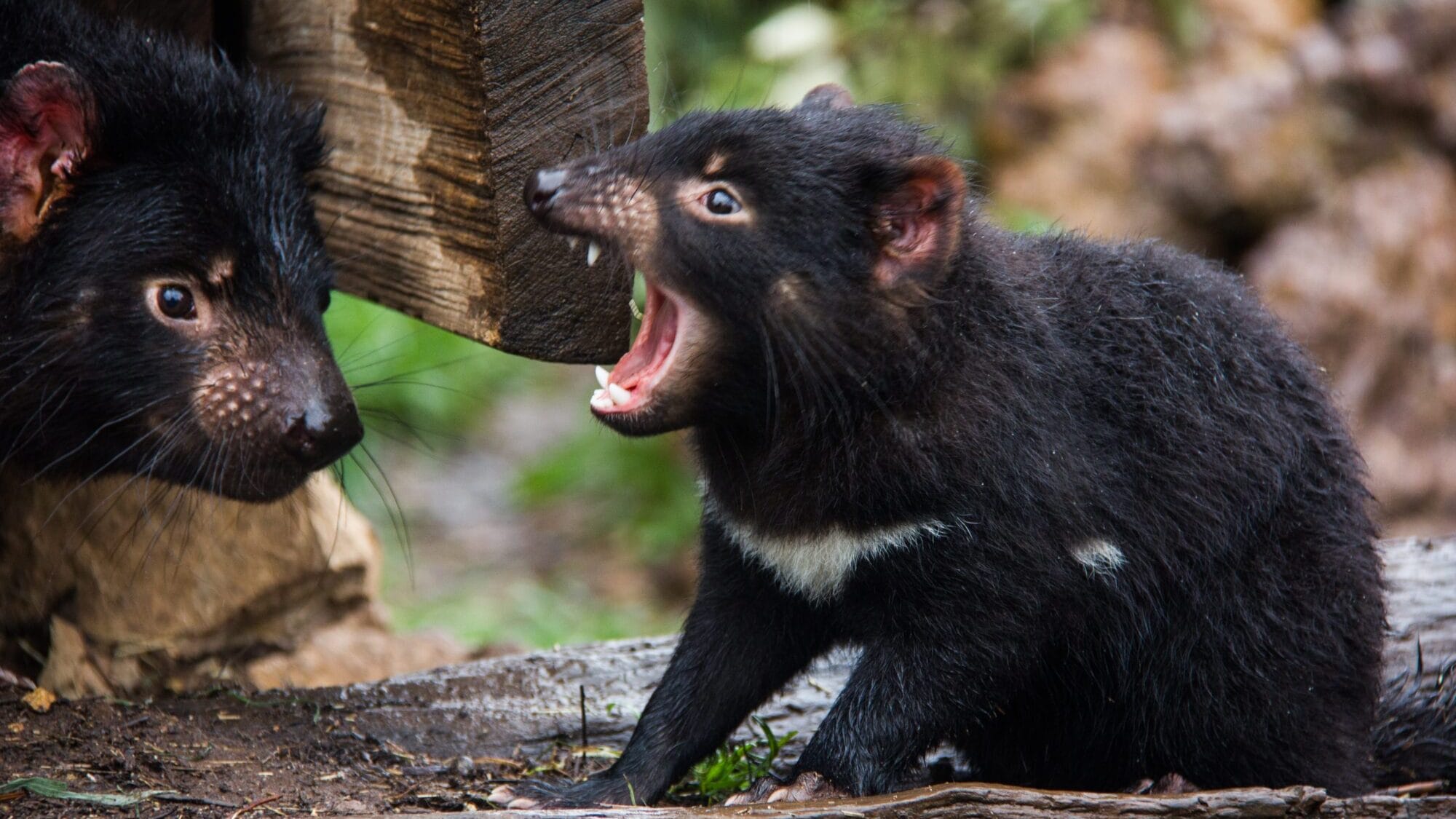 Tasmanian Devil with Joey