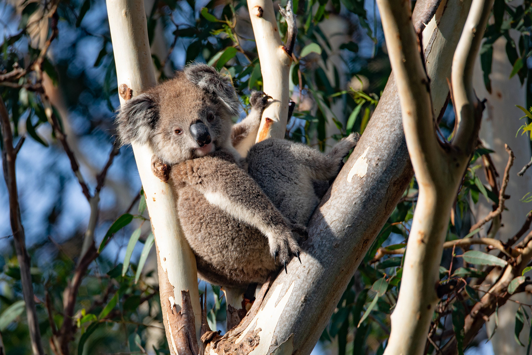 Koala, Kangaroo Island, South Australia