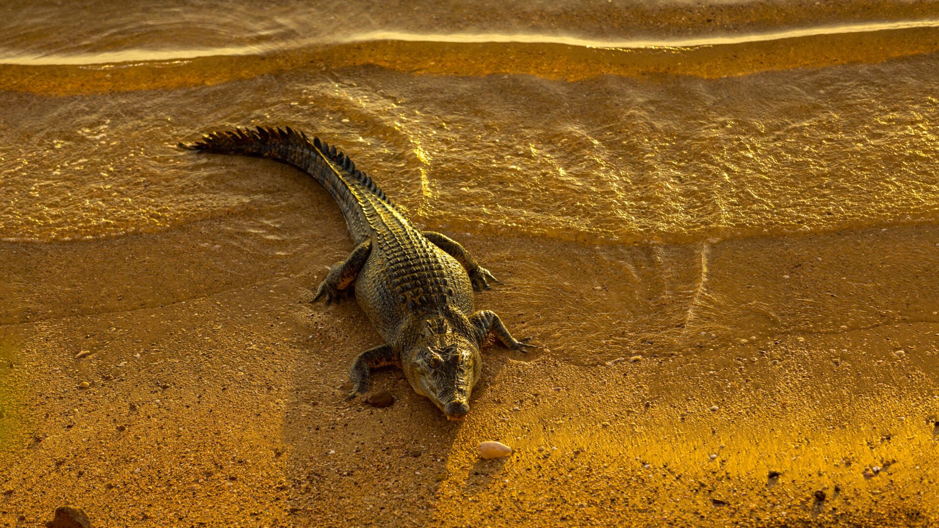 Venture North Crocodile in afternoon sun