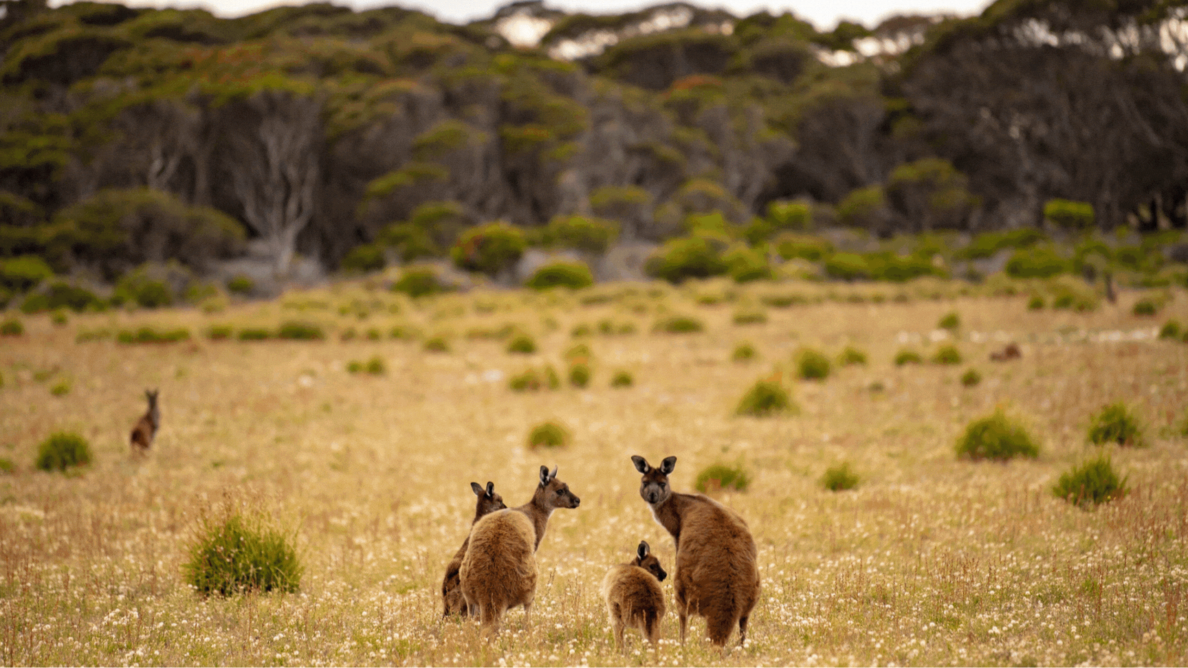 Wildlife found on Kangaroo Island South Australia