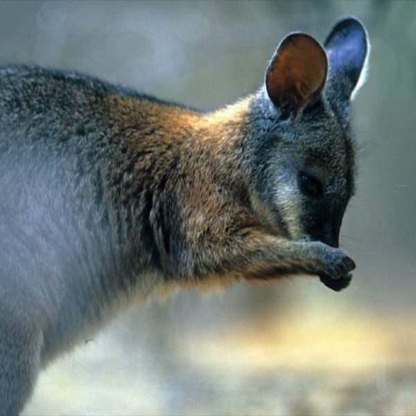 exceptional kangaroo island wallaby