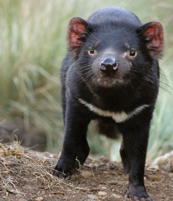 tasmanian-devil
