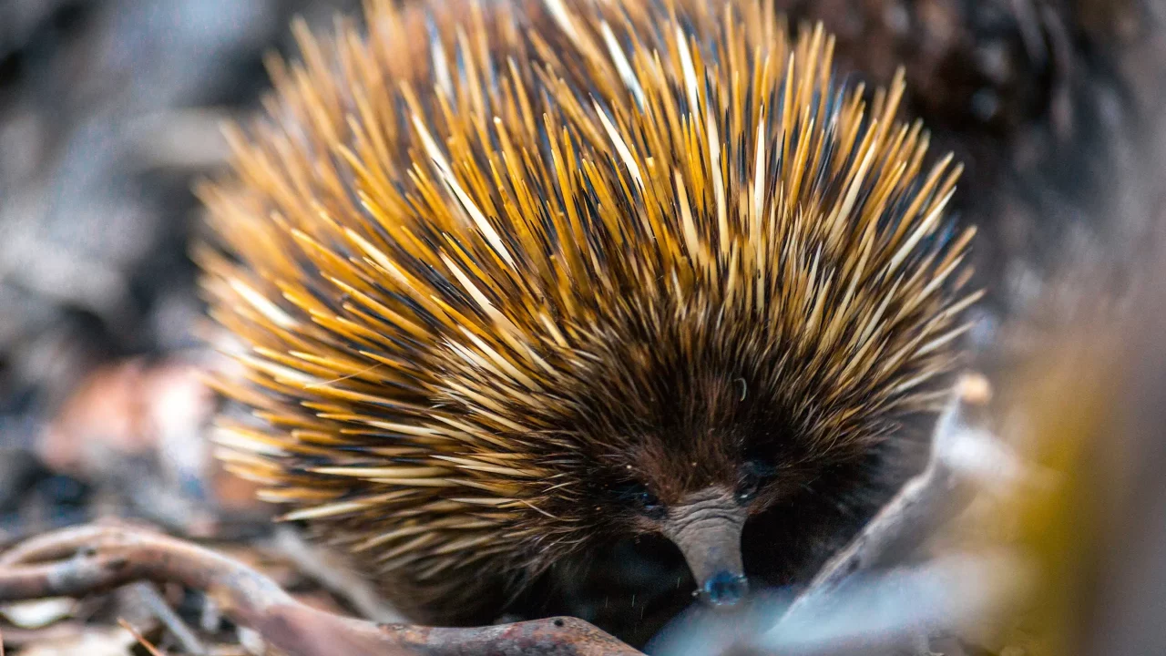 Close-up of an Australian echidna amongst twigs and leaves.