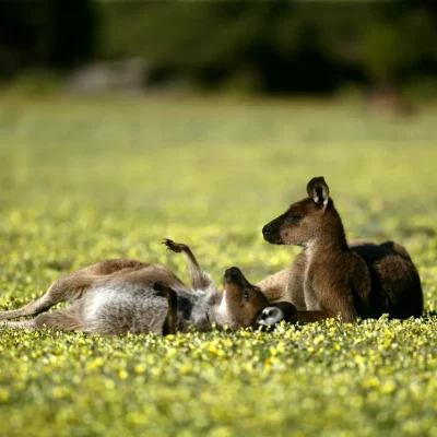 Two Kangaroo Island kangaroos lounging in grass