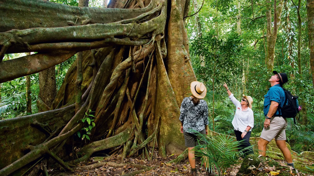Cathy Wharton of North West Safaris guiding guests through the Daintree Rainforest of Tropical North Queensland