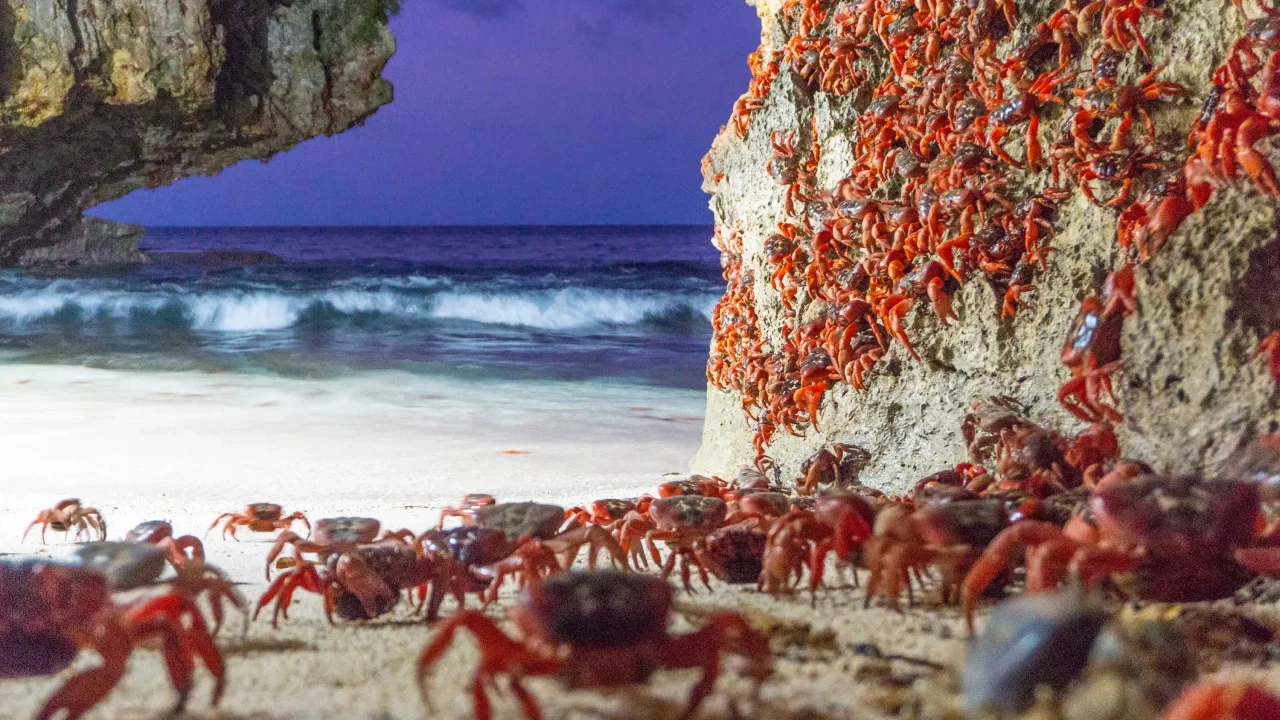 Hundreds of red crabs on the white sand shore and beach cliffs of Christmas Island