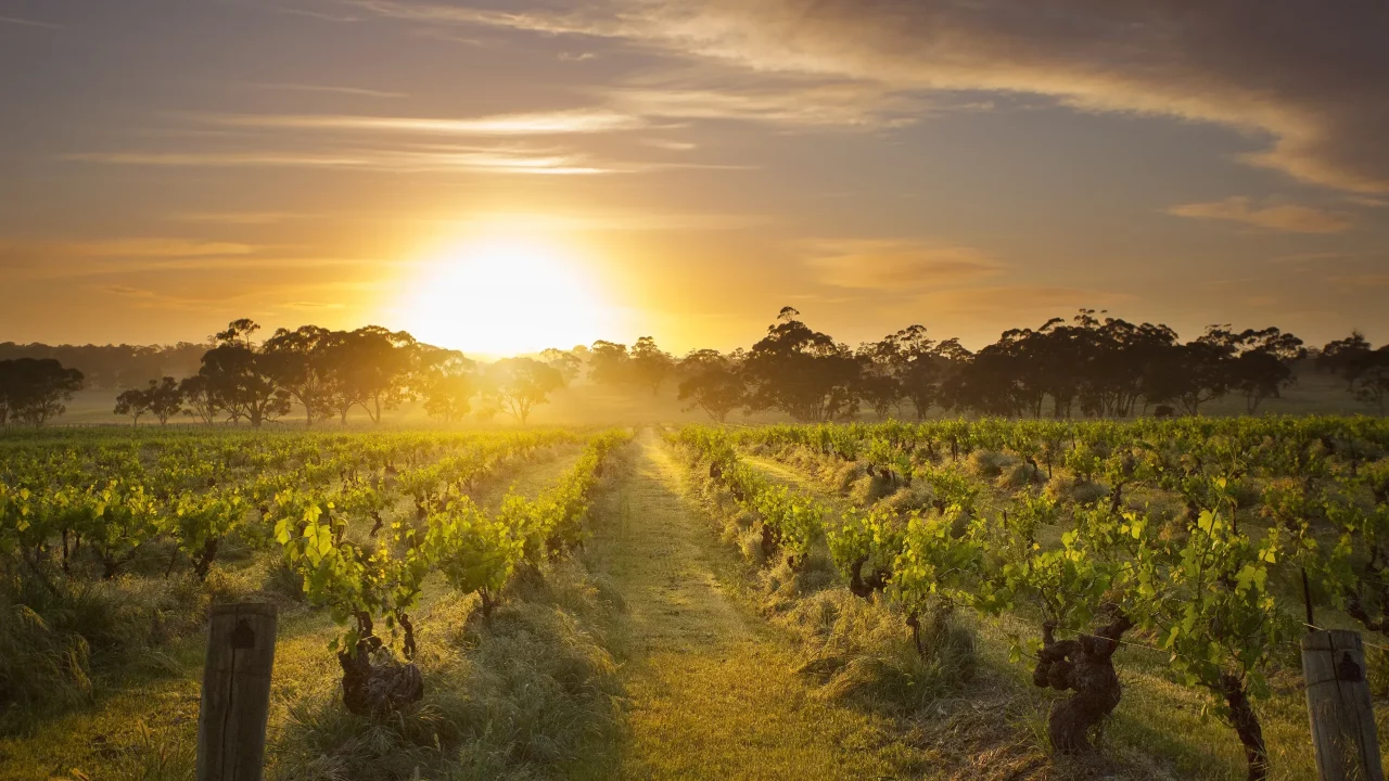 Sun setting over a lush Barossa vineyard