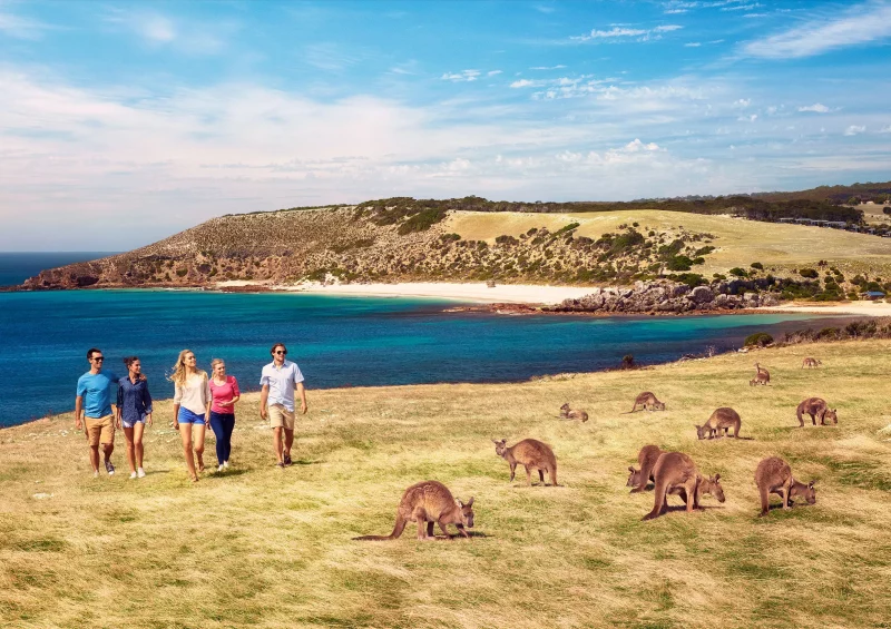 Guests wandering along Stokes Bay near a grazing group of kangaroos