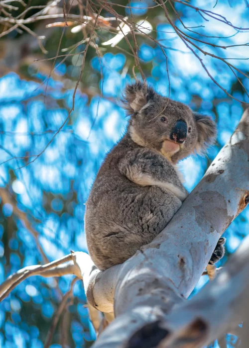 Koala sitting in a gum tree.